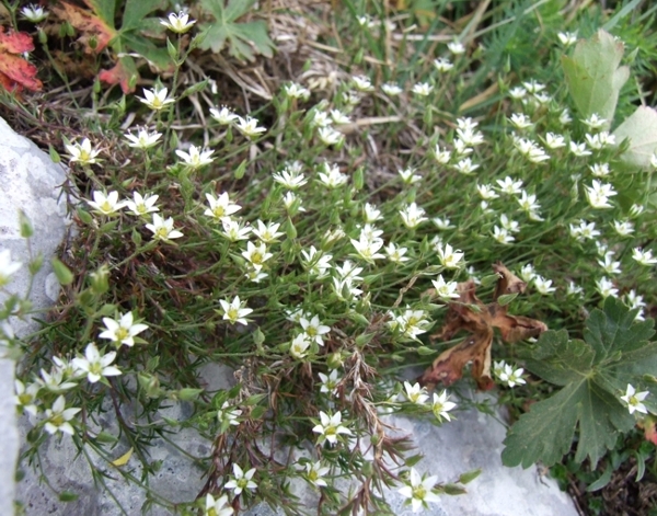 sassifraga? no, Minuartia verna